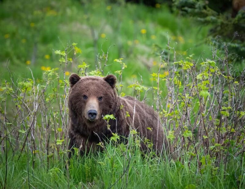 Hoonah: Icy Strait Village Tour and Crab Feast - Key Points