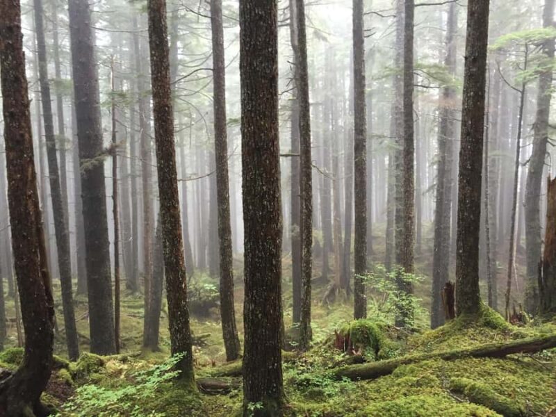 Hoonah: Icy Strait Village Tour and Crab Feast - The Food: Fresh Crab and Thai Flavors