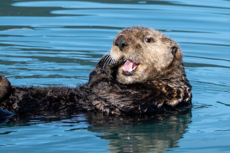 Hoonah: Icy Strait Whale Watch with Drone Filmography - What Wildlife Can You Expect to See?