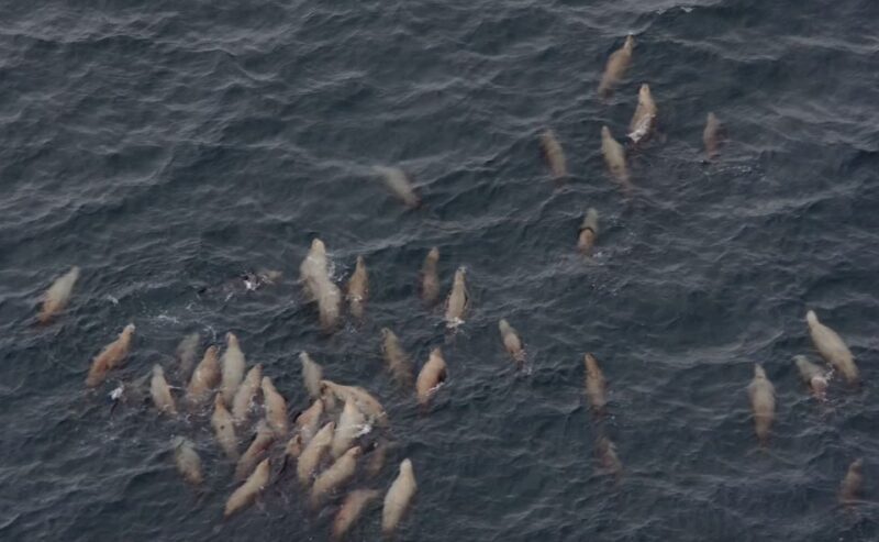 Hoonah: Icy Strait Whale Watch with Drone Filmography - The Experience of Wildlife Watching in Icy Strait