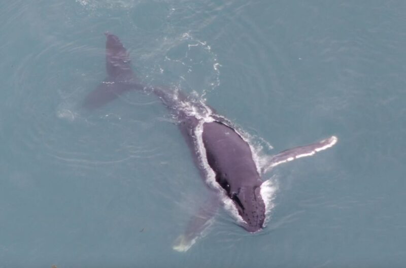 Hoonah: Icy Strait Whale Watch with Drone Filmography - The Practicalities: Meeting Point, Timing, and Flexibility
