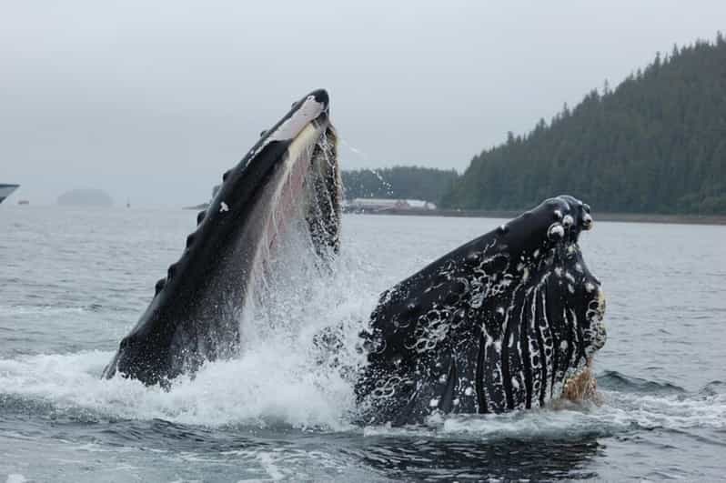 Hoonah: Whale Watching Cruise - Key Points