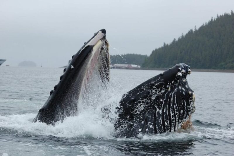 Hoonah: Whale Watching Cruise - Meeting and Accessing the Tour in Hoonah