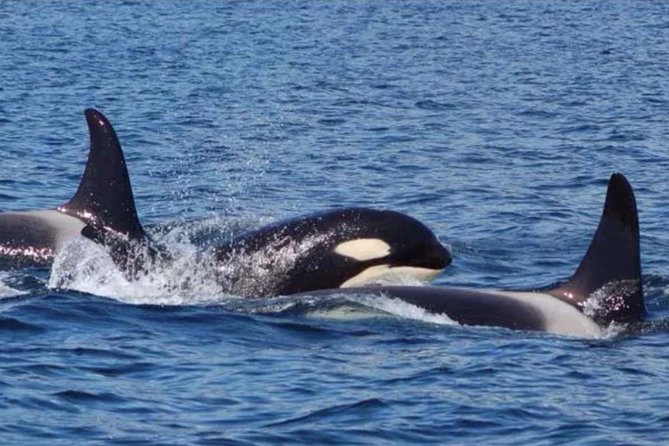 Hoonah Whale-Watching Cruise - Near Icy Strait Point - The Hoonah Whale-Watching Cruise Offers an Authentic Alaska Marine Adventure for $225
