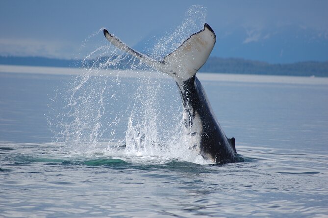 Hoonah Whale-Watching Cruise - Near Icy Strait Point - The Walking Around Town and Post-Tour Options