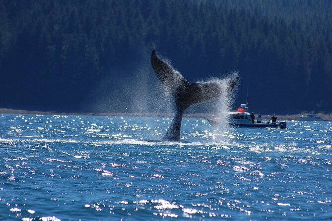 Hoonah Whale-Watching Cruise - Near Icy Strait Point - Booking, Cancellation, and Flexibility