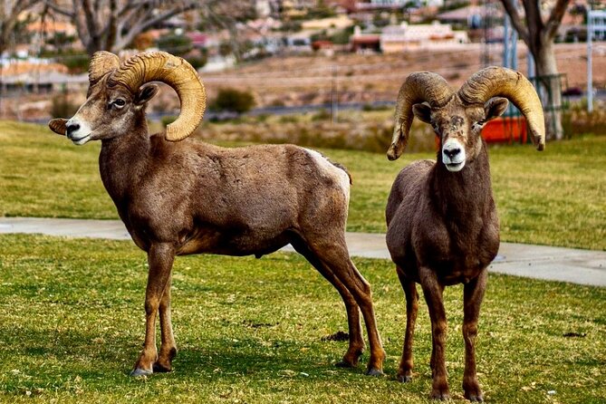Hoover Dam Electric Bike Tour - Group Size and Personal Attention