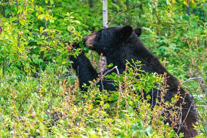 Hop-On and Hop-Off Banff Bus - Moraine Lake: Scenic Beauty with Convenience