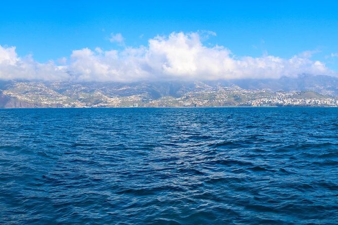 Hop-on Hop-off Bus Tour and Catamaran Whale & Dolphin Watching - Starting Off at Avenida do Mar and Exploring Funchal’s Waterfront