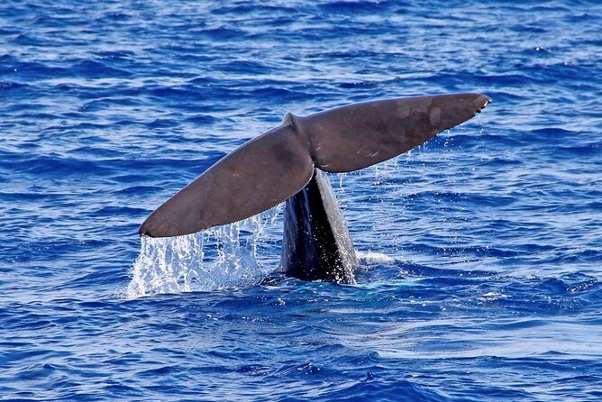 Hop-on Hop-off Bus Tour and Catamaran Whale & Dolphin Watching - Special Offers and Additional Discounts