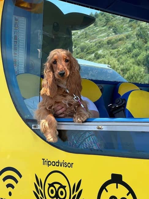 Hop-On Hop-Off Yellow Cabrio Tour: See Dubrovnik in 90mins - Comparing Similar Dubrovnik Tours