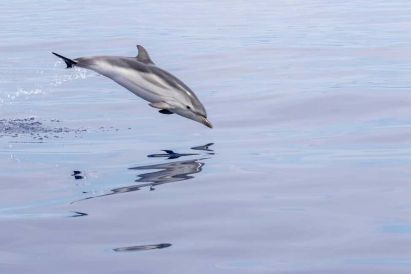 Horizon Large: whale watching off the coast of Saint-Cyr - Discover Whale and Dolphin Watching with Horizon Large