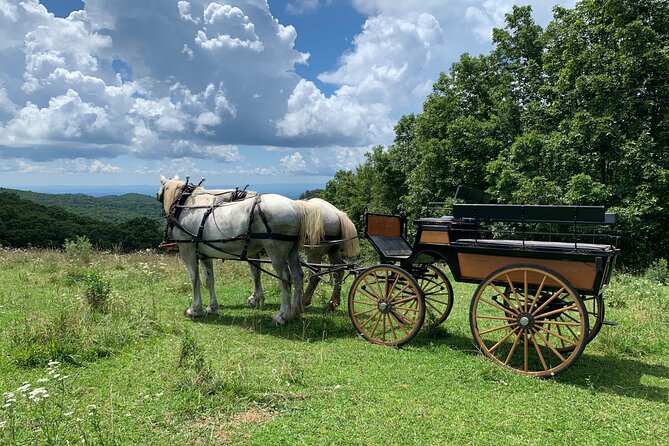 Horse and Carriage Ride through Moses H. Cone Park - Practical Tips for Booking and Enjoying the Ride