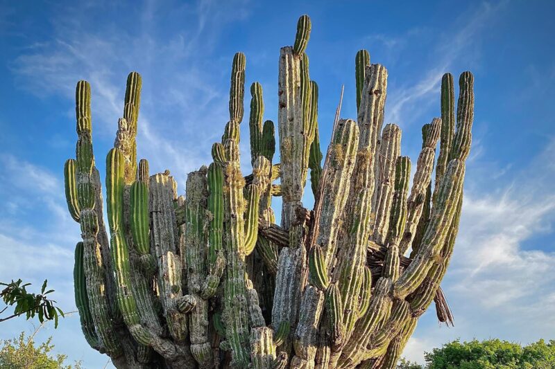 Horse Back Ridding Tour on the Pacific Ocean & Desert - Friendly and Knowledgeable Bilingual Guides