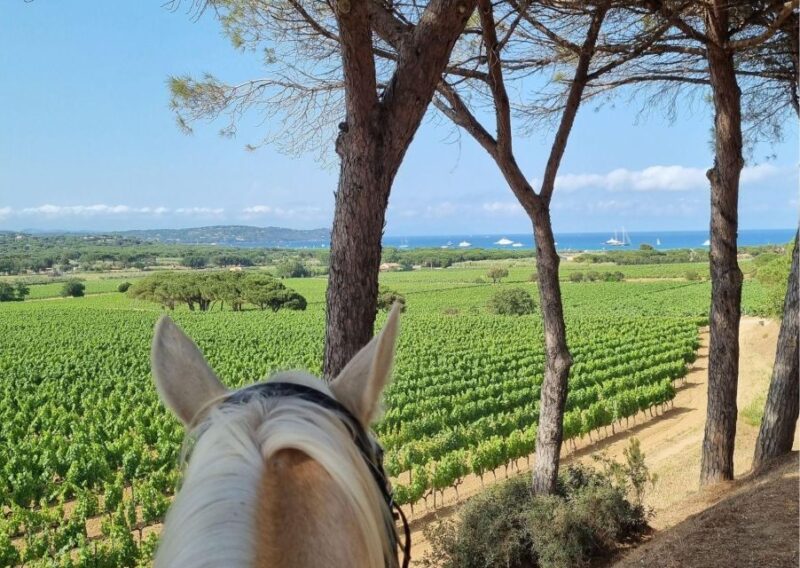 Horse back riding + wine tasting in Ramatuelle - The Sum Up: A Unique Blend of Nature, Culture, and Wine