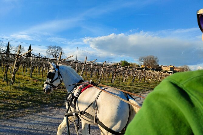Horse Carriage Tour and Wine Tasting in Lazise - Tasting Local Wines and Artisanal Cheeses in a Rustic Setting