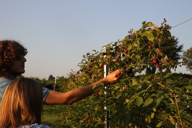 Horse Carriage Tour and Wine Tasting in Lazise - The Sum Up: A Scenic and Tasty Journey in Lake Garda’s Countryside