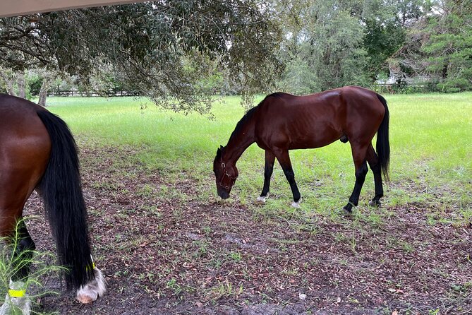 Horse-Drawn Carriage Tour of St Augustine - Comparing the Horse-Drawn Carriage with Other Local Tours