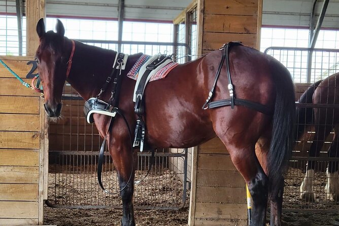 Horse-Drawn Carriage Tour of St Augustine - Who Will Appreciate This Tour Most?