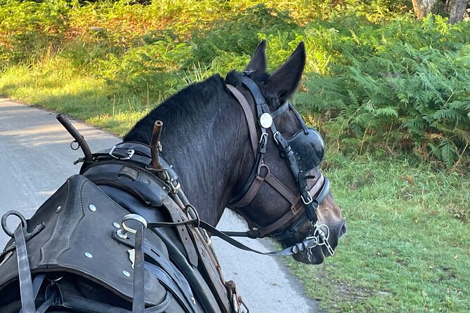 Horse-Drawn Carriage Tours in Killarney - Meet Millie, Lily, Jack, and Malachi: The Horses of the Tour