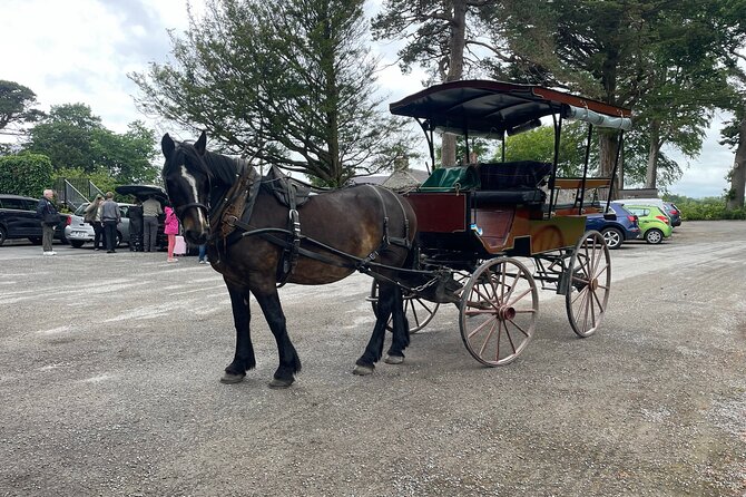 Horse-Drawn Carriage Tours in Killarney - Wildlife and Nature Encounters