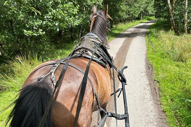 Horse-Drawn Carriage Tours in Killarney - Who Will Enjoy This Carriage Tour in Killarney?