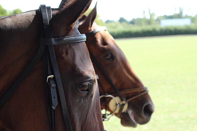 Horse & Polo in Windsor, UK - Key Points