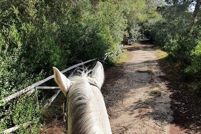 Horse ride in a Salento Nature Reserve with transfer from Lecce - Starting Point and Convenient Pickup in Lecce