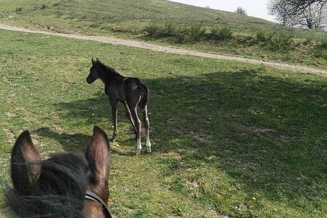 Horse ride in the Mugello (transfer from / to Florence) and Tuscan aperitif - The Tuscan Aperitif: Local Flavors and Relaxing Tastes