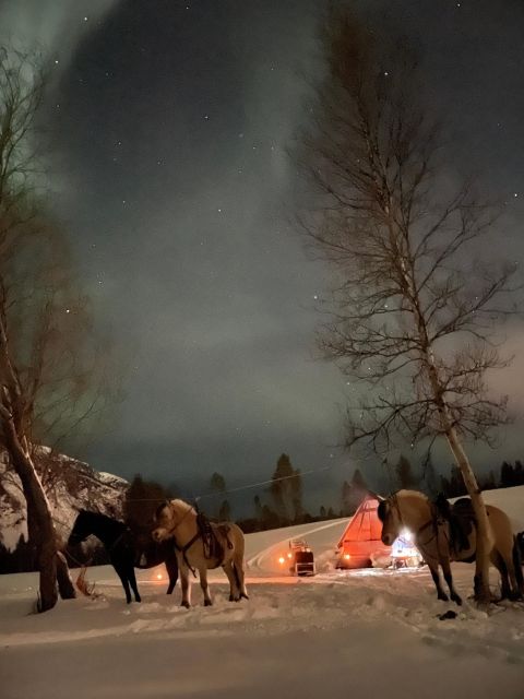 Horse riding and dining experience - Navigating Alta’s Forest and River Trails