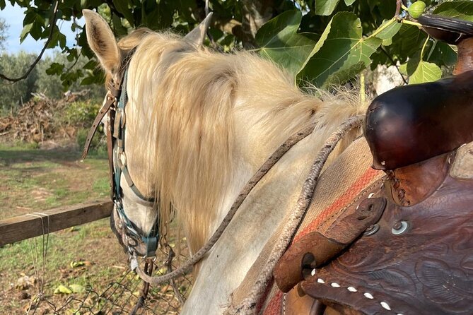 Horse riding excursion - Key Points