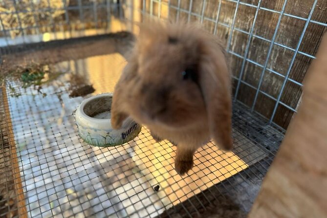 Horse Riding in Aveiro - Ílhavo - How This Horseback Riding Tour Compares to Other Activities