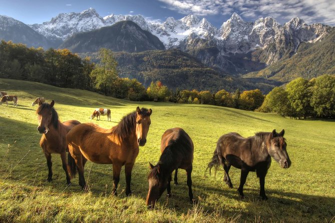 Horse Riding in Bled - Logistics and Group Size