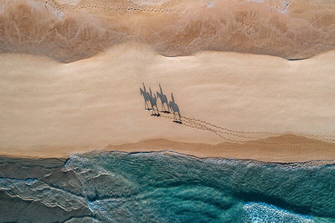 Horse Riding on the Beach with private transfer from Lisbon - Key Points