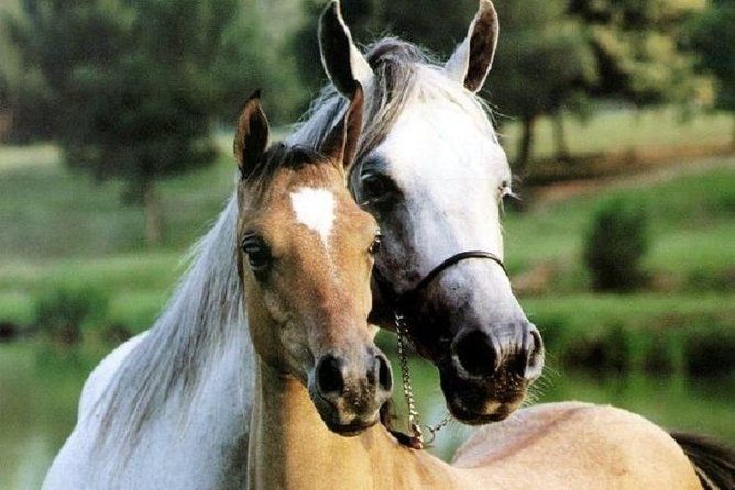Horse Riding Small Group near Lucca - Explore the Tuscan Countryside on a Small Group Horseback Ride near Lucca