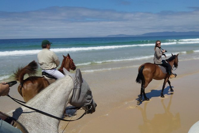 Horse Riding Tour on the Beach Lisbon region - Reviews Highlight the Quality of the Experience