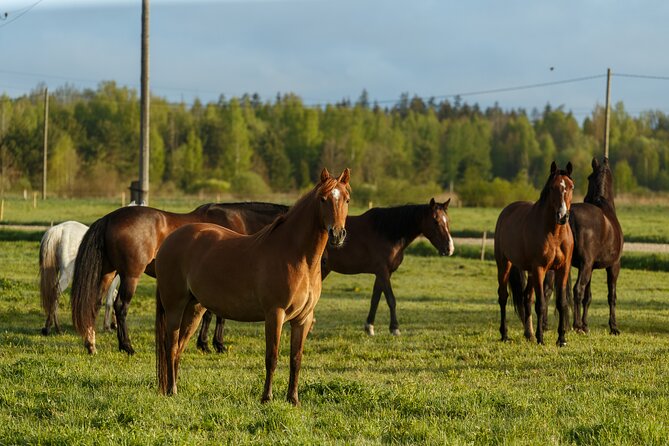 Horseback ride (1 hour) - What Makes the Latvian Countryside Special