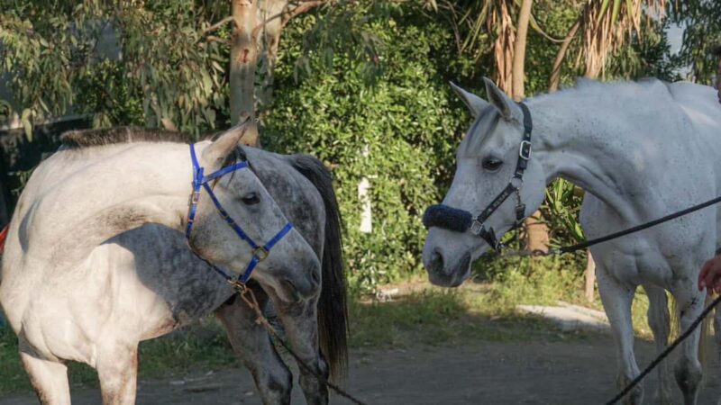 Horseback Ride on Mt. Vesuvius - Additional Activities and Options