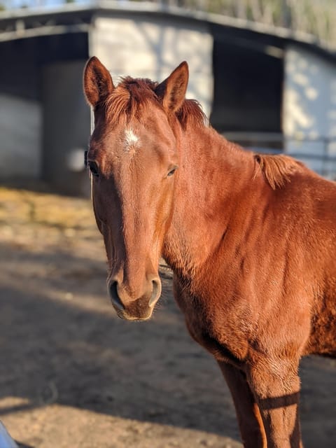Horseback Ride on Mt. Vesuvius - Reviews and Guest Impressions