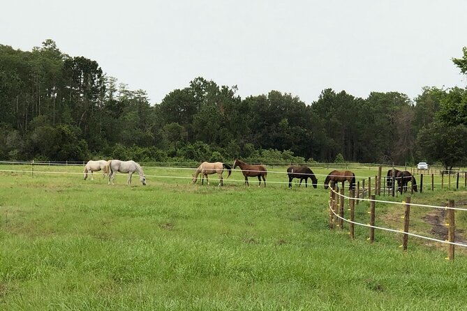 Horseback Ride on Scenic Lake Louisa Trails - The Value of a Personalized Small-Group Tour
