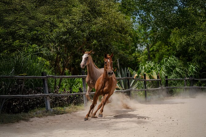 Horseback Riding and Cenote Swim from Cancun or Playa del Carmen - Safety and Physical Requirements for Participants