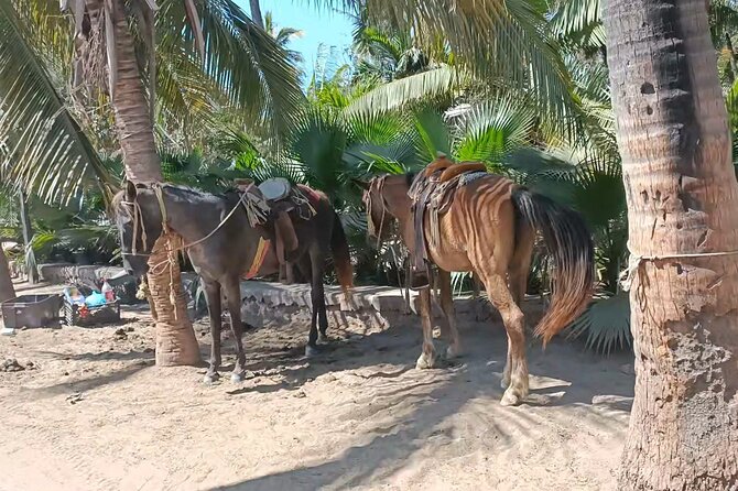 Horseback Riding at Stone Island on the Beach - Logistics and Booking Details