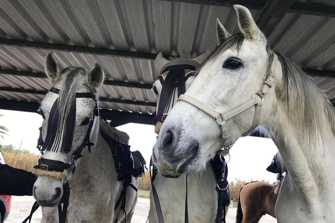 Horseback Riding by the beach or mountain in Tarifa, Spain - 1 to 2 hrs - Why This Horseback Riding Tour Stands Out