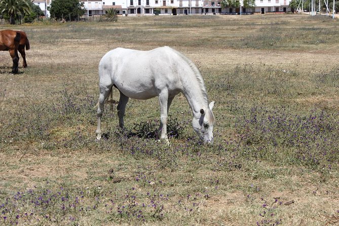 Horseback Riding Experience in Aljarafe, Doñana park from Seville - What Makes the Horseback Ride Special
