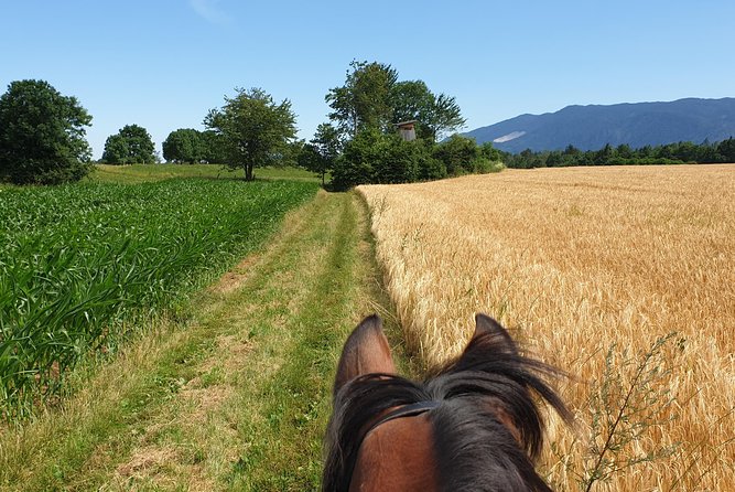 Horseback Riding In Bled - The Experience for Beginners and Experienced Riders