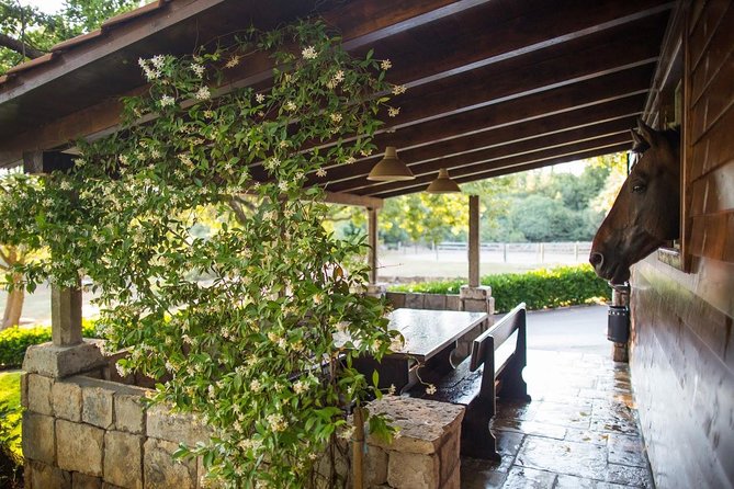 Horseback Riding in Konavle Region with Transport from Dubrovnik - The Horses and Guides: Well-Cared-for Animals and Expert Leadership