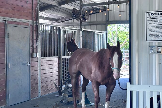Horseback Riding in Miami - Safety, Helmets, and Group Size