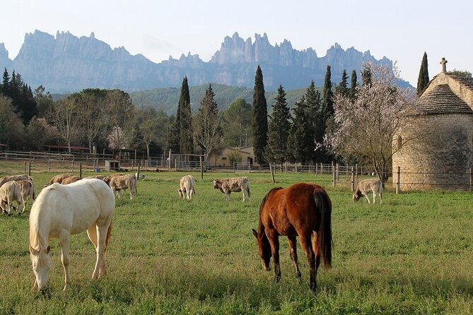Horseback Riding in Montserrat Mountain Natural Park, Barcelona - 1 to 2 hrs - The Horses and Riding Equipment