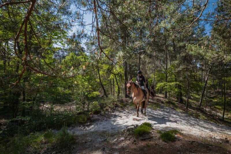 Horseback riding in the Fontainebleau forest - Key Points