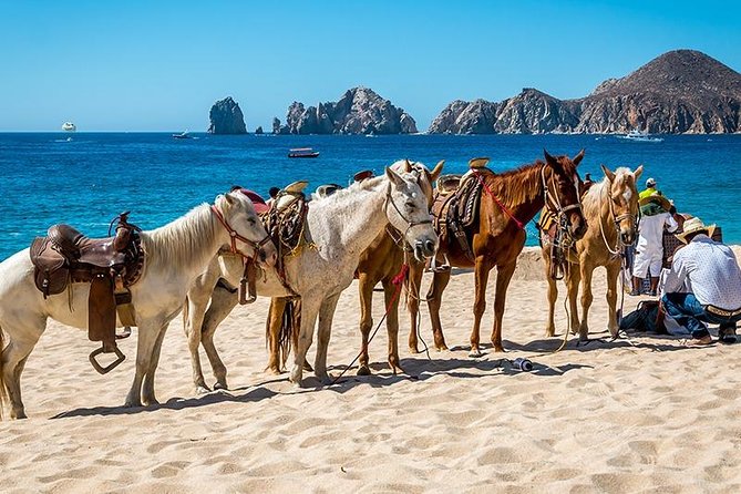 Horseback Riding on The Beach and Through The Desert! - Wildlife Sightings and Seasonal Opportunities